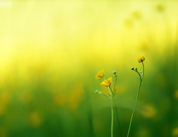 Оздоровительная программа - Санаторий «Буковая роща» Железноводск